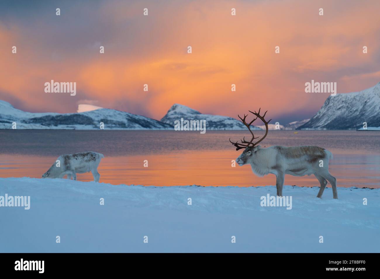 Renne nella Norvegia settentrionale in inverno con uno sfondo bello e colorato Foto Stock