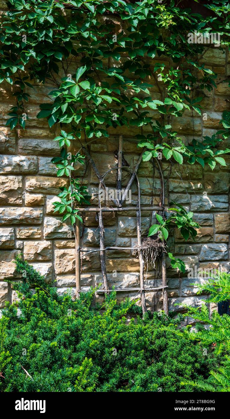 Virginia Creeper Climbing a Trellis in Summer Foto Stock