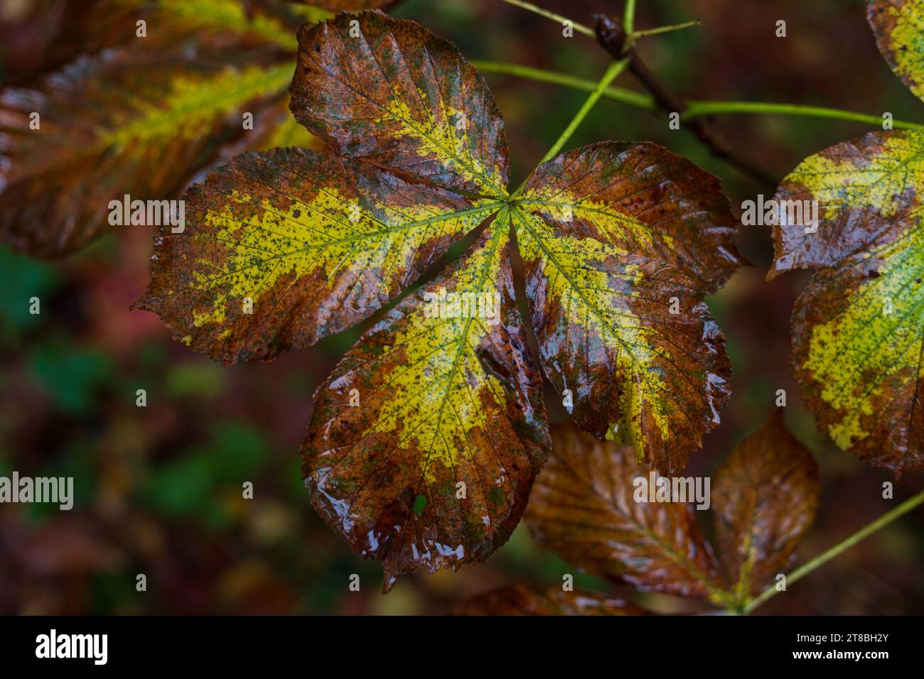 Un primo piano delle foglie autunnali Foto Stock