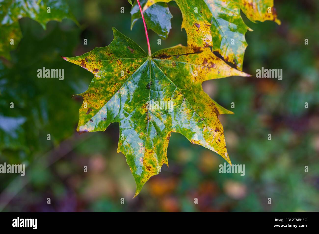 Un primo piano delle foglie autunnali Foto Stock