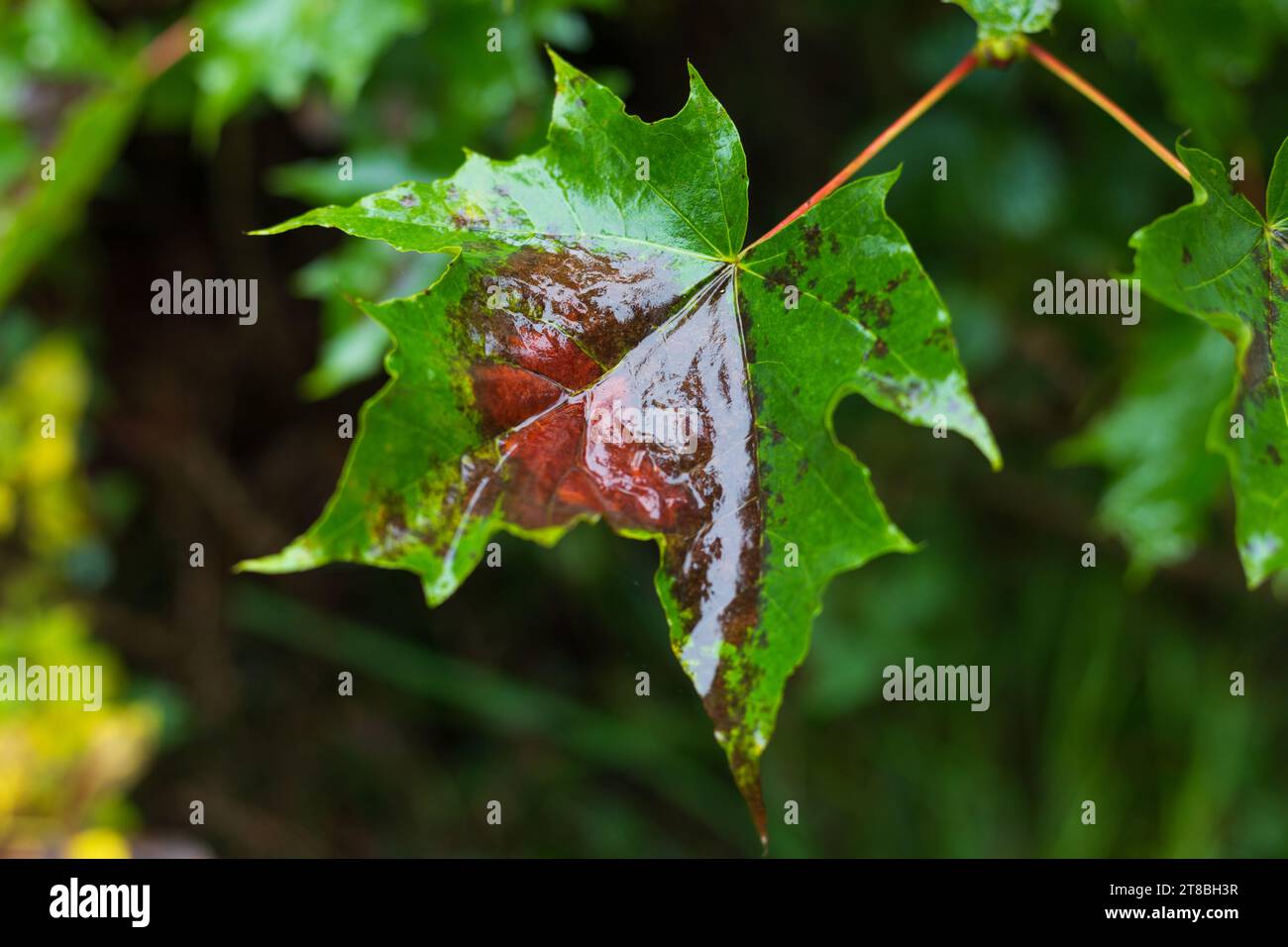 Un primo piano delle foglie autunnali Foto Stock