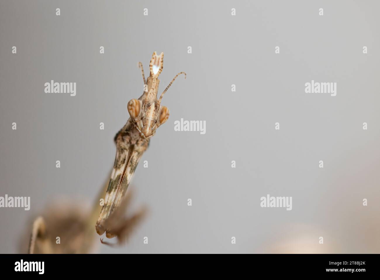 Ritratto della testa conehead mantis, nativa del Medio Oriente che può essere allevata in cattività Foto Stock