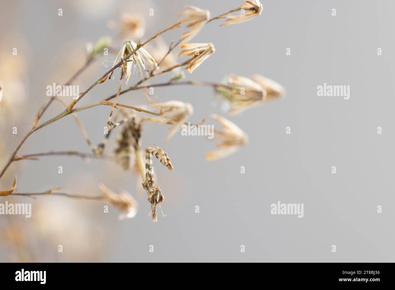 Ritratto della testa conehead mantis, nativa del Medio Oriente che può essere allevata in cattività Foto Stock