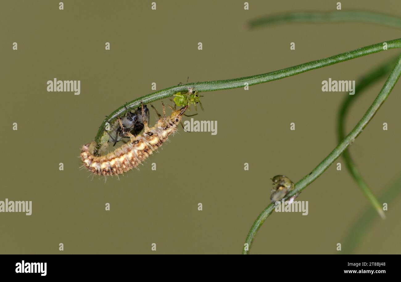 Larva lacewing verde allungata e luminosa (spec. Chrysopidae) per la protezione biologica delle piante Foto Stock