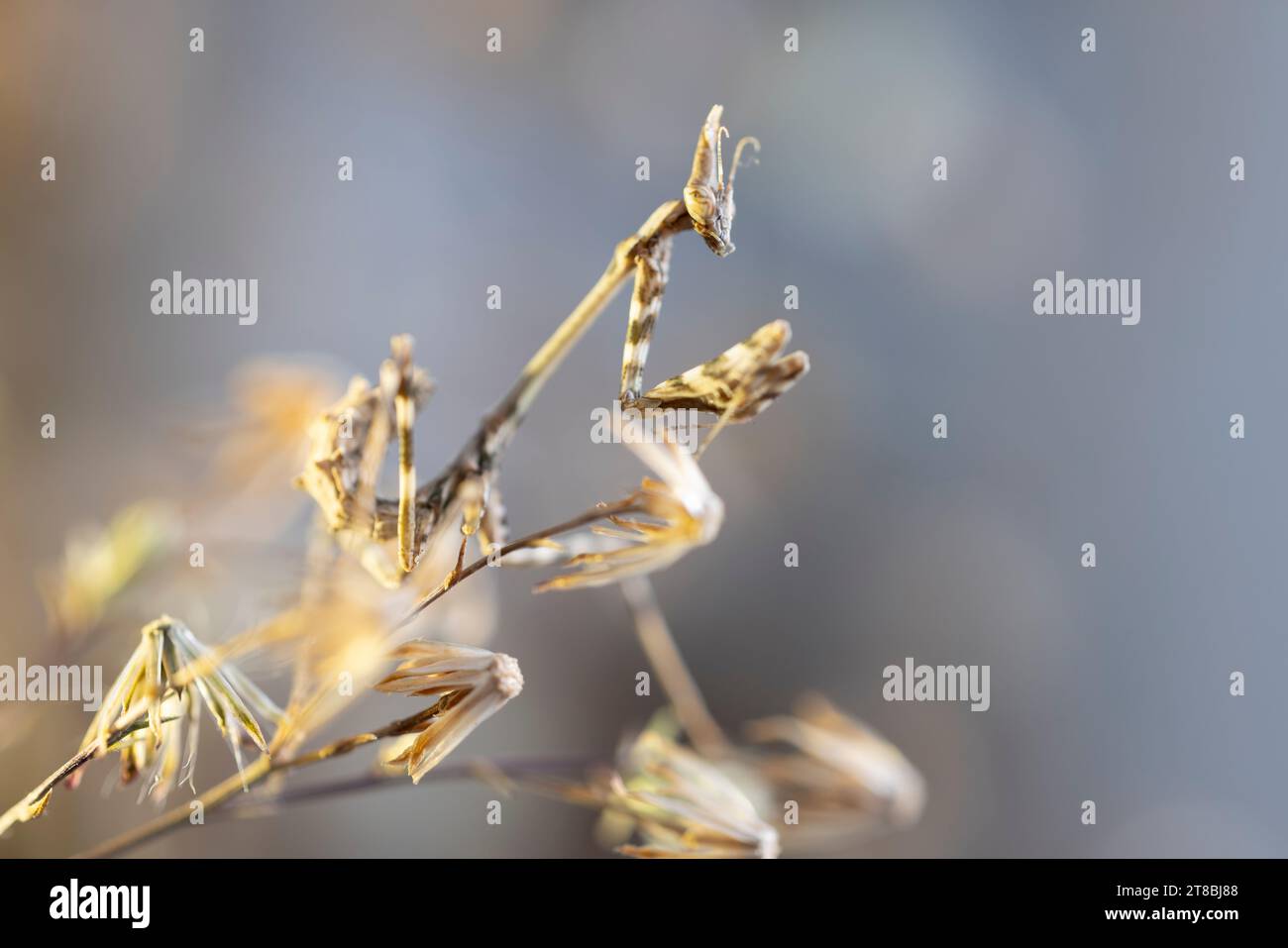 Ritratto della testa conehead mantis, nativa del Medio Oriente che può essere allevata in cattività Foto Stock