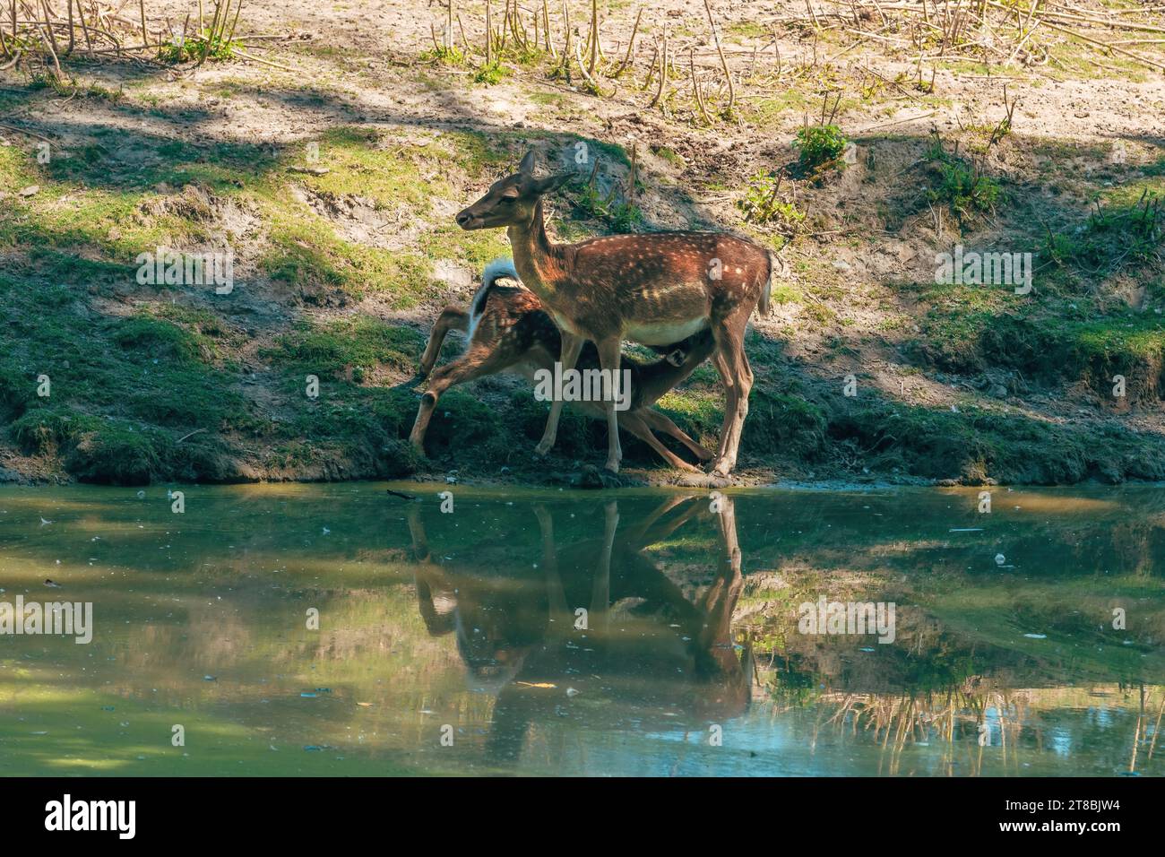 Il cervo di daino che succhia i pesci (Dama dama) nello zoo, a fuoco selettivo Foto Stock