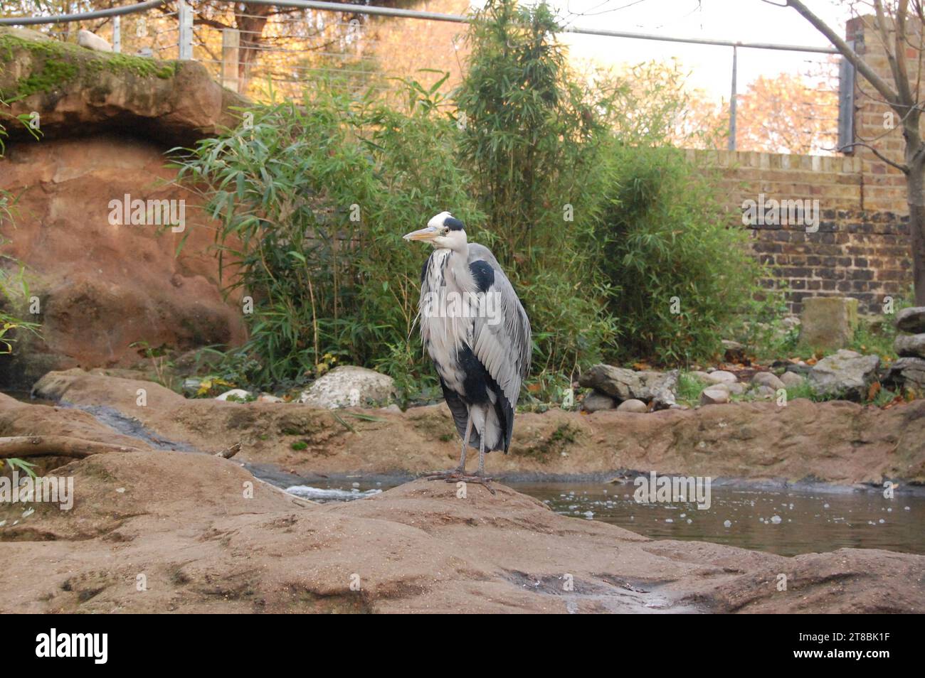 Gli animali e la fauna selvatica Foto Stock