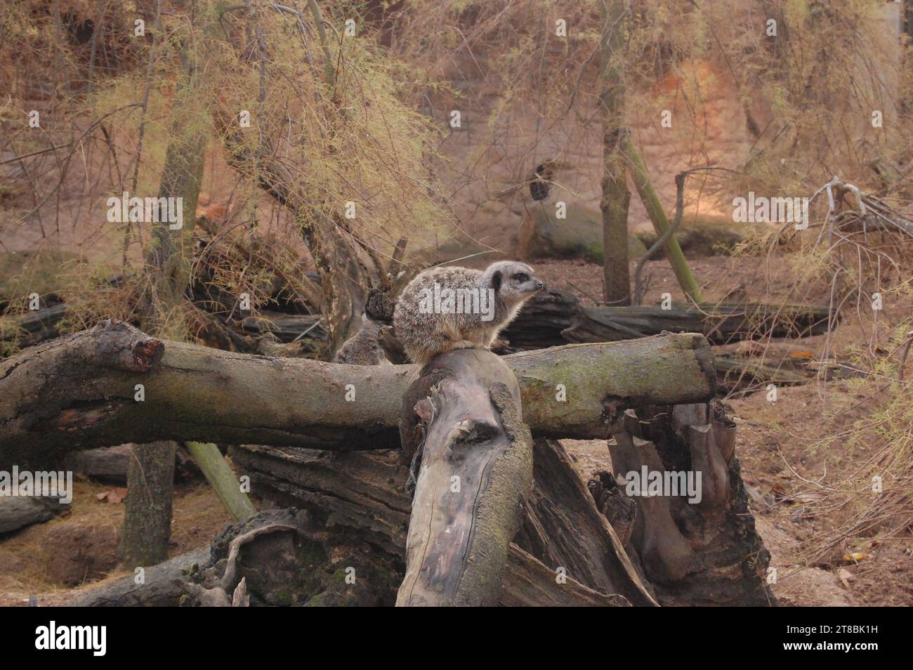 Gli animali e la fauna selvatica Foto Stock