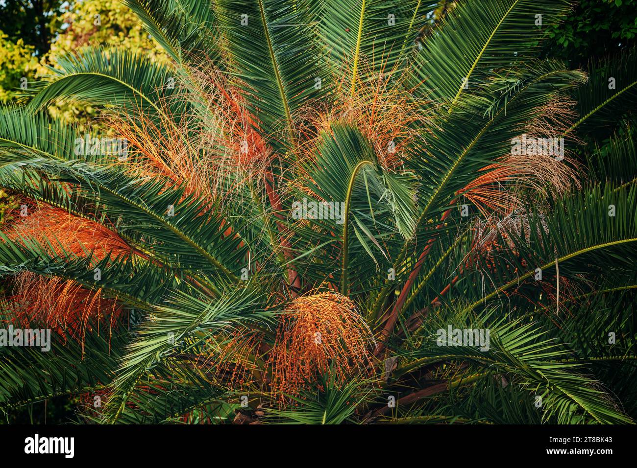 Palma da dattero dell'isola delle Canarie nota anche come palma d'ananas (Phoenix canariensis). Questo albero a crescita lenta può raggiungere fino a quindici metri di altezza. Selettivo Foto Stock