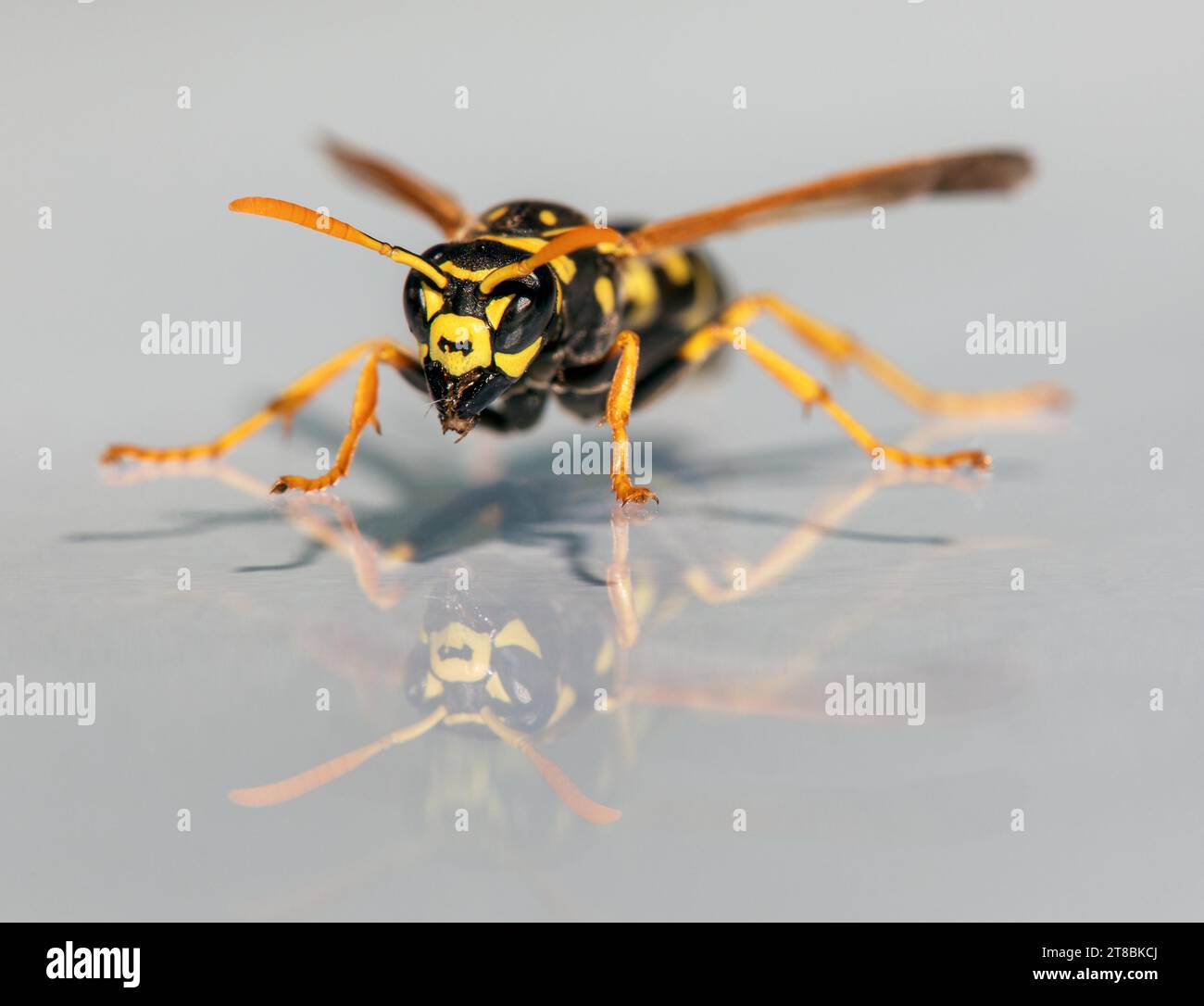 Vespa a specchio, vespa comune europea vespa tedesca o giacca gialla tedesca isolata su sfondo bianco in Vespula Vulgaris latino o Germanica Foto Stock