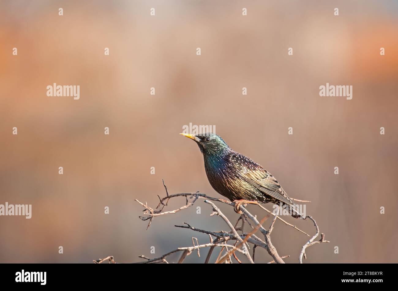 Starling comune (Sturnus vulgaris) arroccato su un ramo. Foto Stock