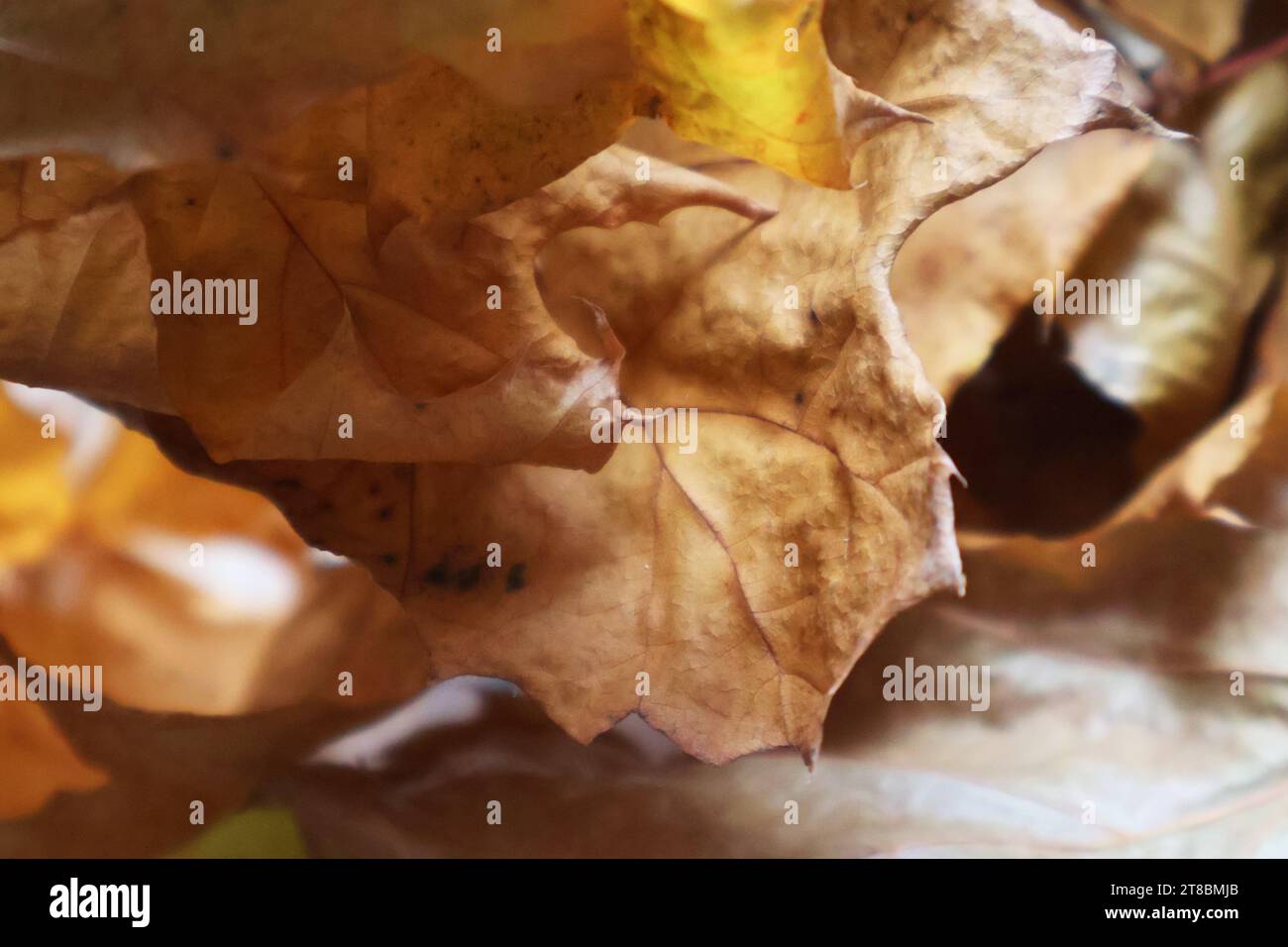 Una tranquilla scena autunnale caratterizzata da foglie cadute in un ambiente naturale Foto Stock