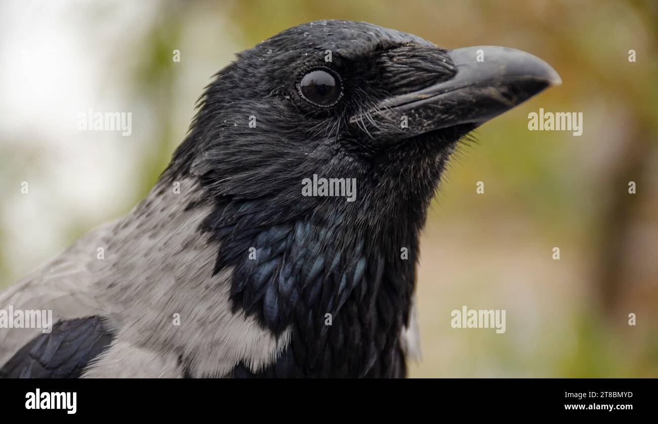 Ritratto di corvi grigi girare a destra. Corvo di Carrion (Corvus corone) ritratto di uccello nero della testa e guardando la fotocamera. Fauna selvatica nella natura. Foto Stock