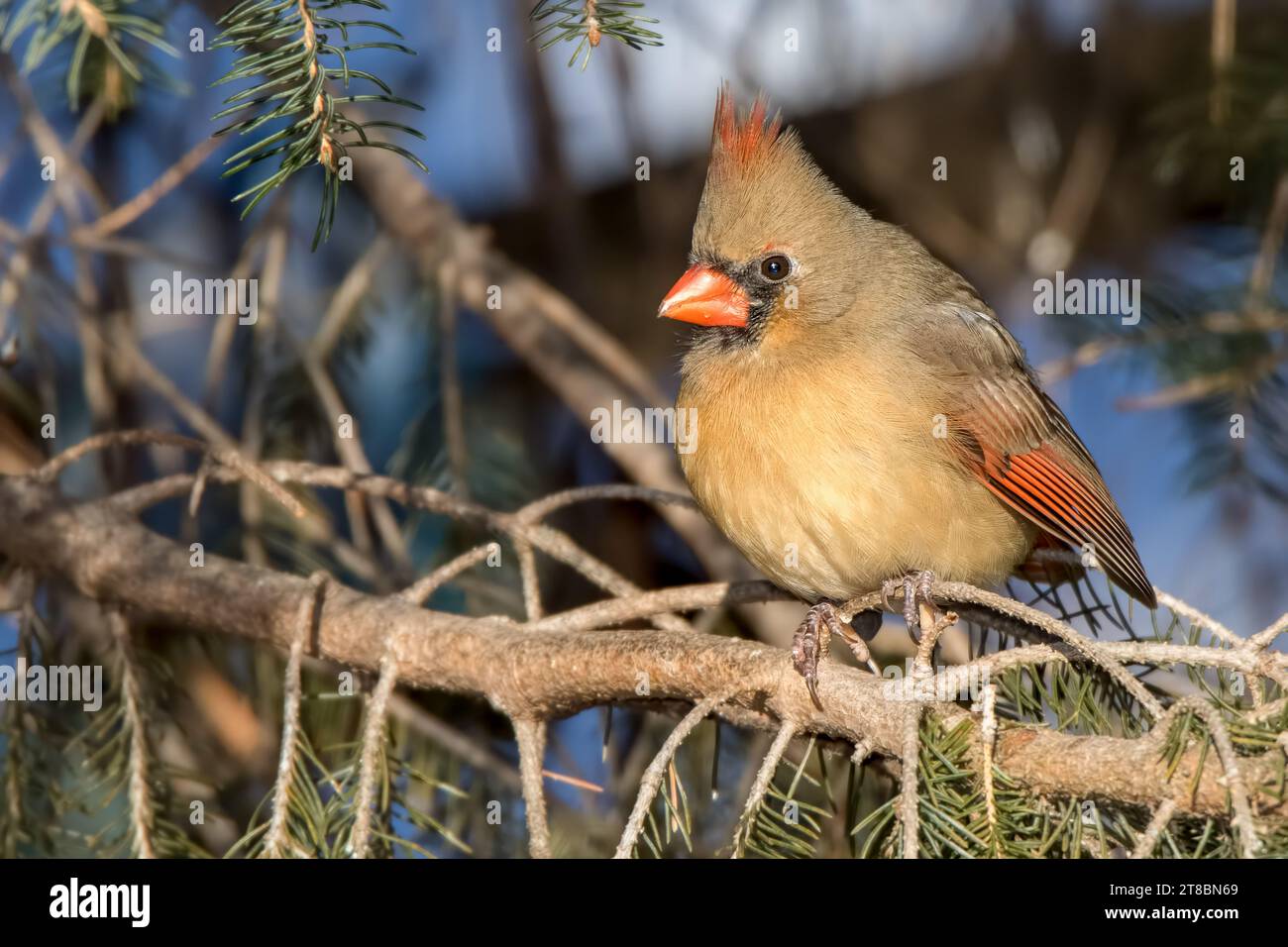 Primo piano femmina Northern Cardinal arroccata nei boughs di abete bianco nella Chippewa National Forest, Minnesota settentrionale, USA Foto Stock