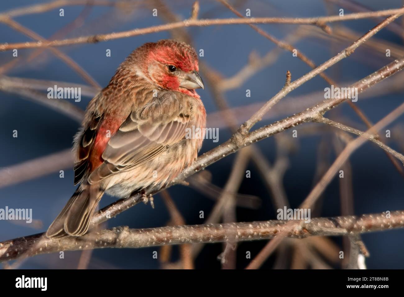 Da vicino il maschio House Finch (Haemorhous mexicanus) arroccato nei rami della betulla nella Chippewa National Forest, Minnesota settentrionale USA Foto Stock