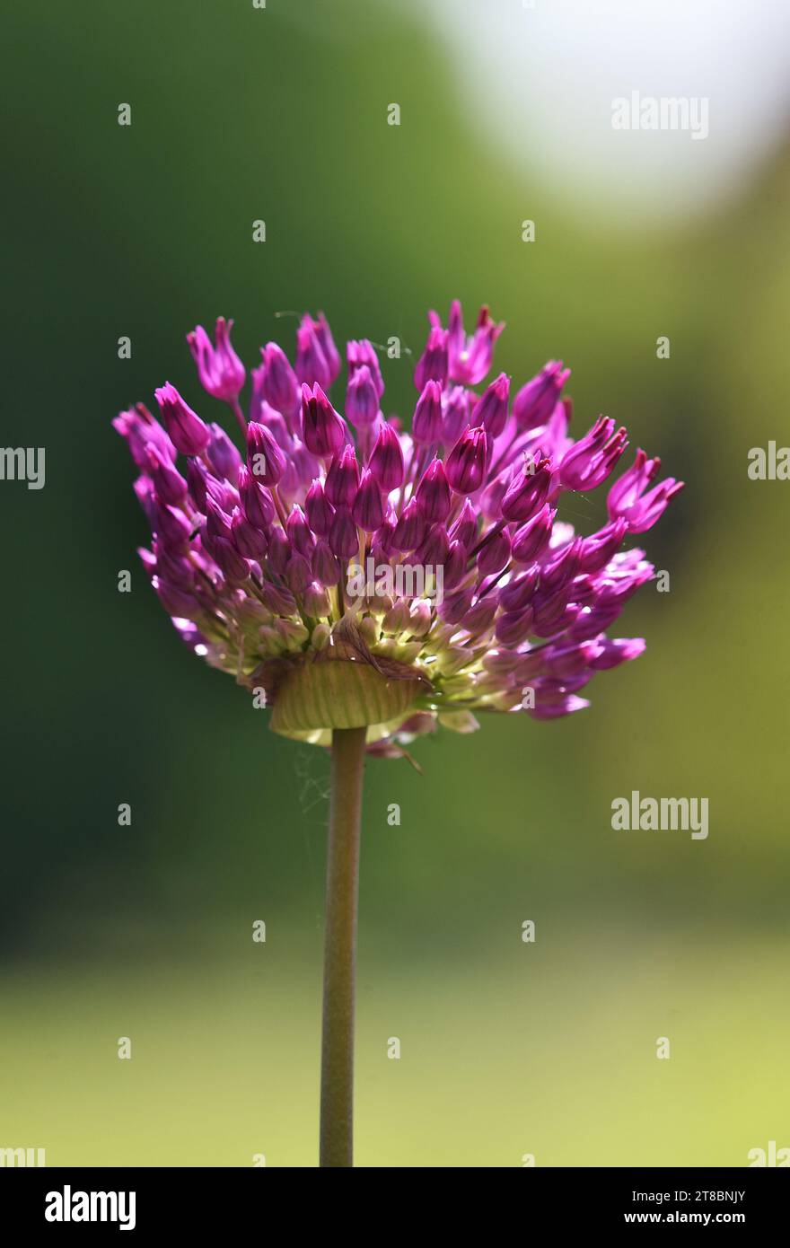 Testa singola di Allium hollandicum, chiamata anche sensazione viola, su uno sfondo verde naturale Foto Stock