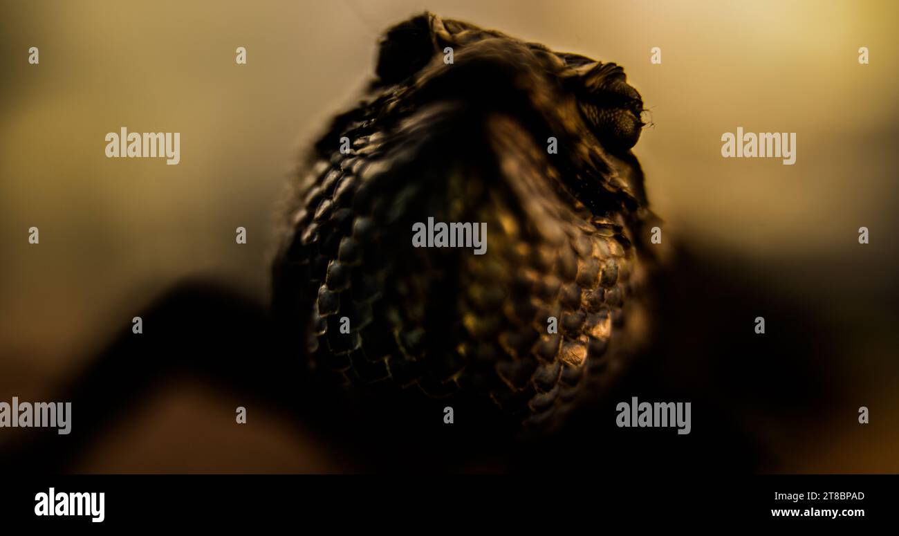 Un'interpretazione onirica della lucertola Spiny dalla testa arancione in un altoforno nel deserto a mezzogiorno. Foto Stock