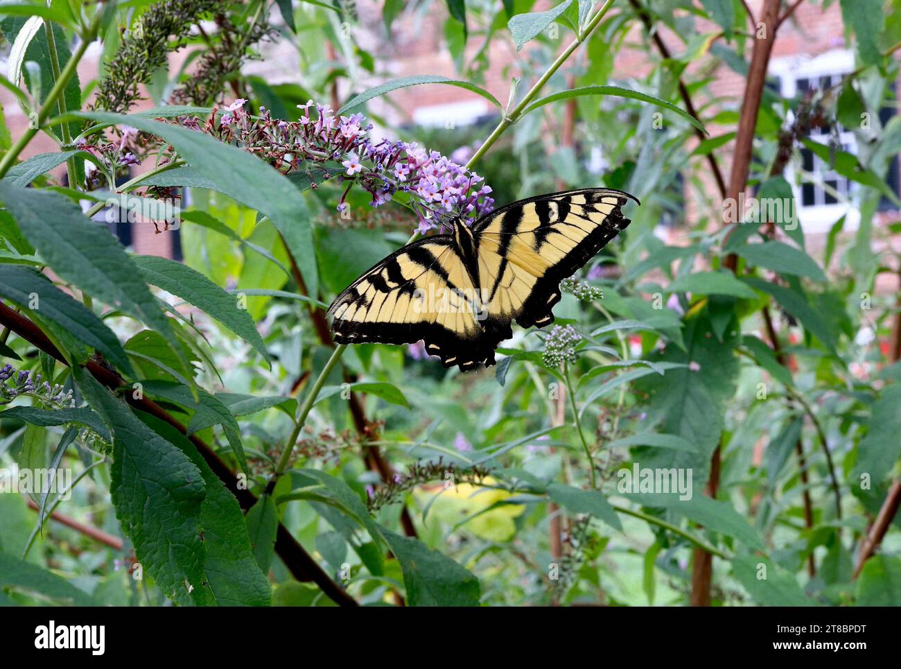 Eastern Tiger Swallowtail Butterfly SIPS Phlox Nectar in estate Foto Stock
