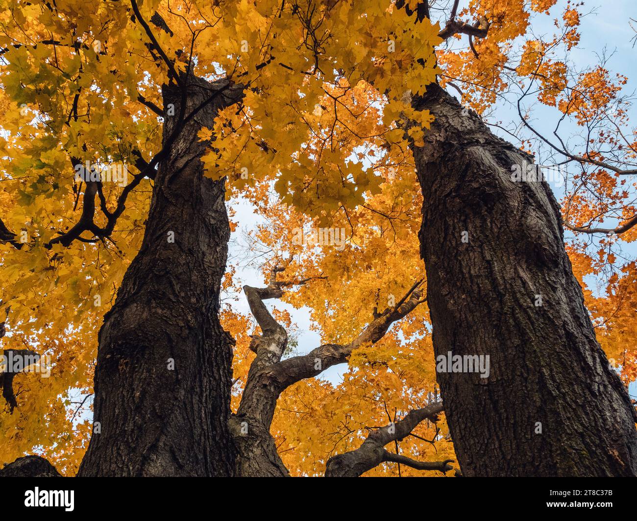 alberi d'acero in autunno che guardano in alto Foto Stock