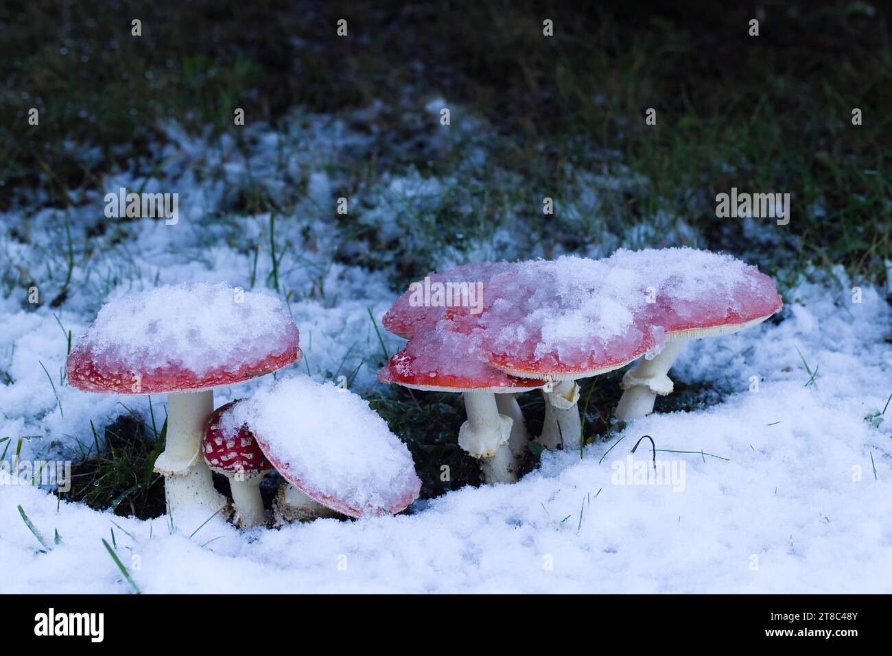 I funghi cremisi emergono sotto un abete rosso drappeggiato dalla neve, aggiungendo un vivace contrasto al paesaggio vario, evocando un'atmosfera serena e incantevole. Foto Stock