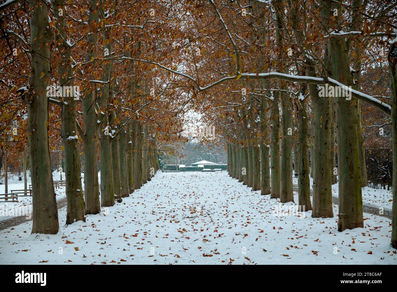 Paesaggio invernale a Praga, Repubblica Ceca, con alberi gialli autunnali e foglie nel parco cittadino. Foto Stock