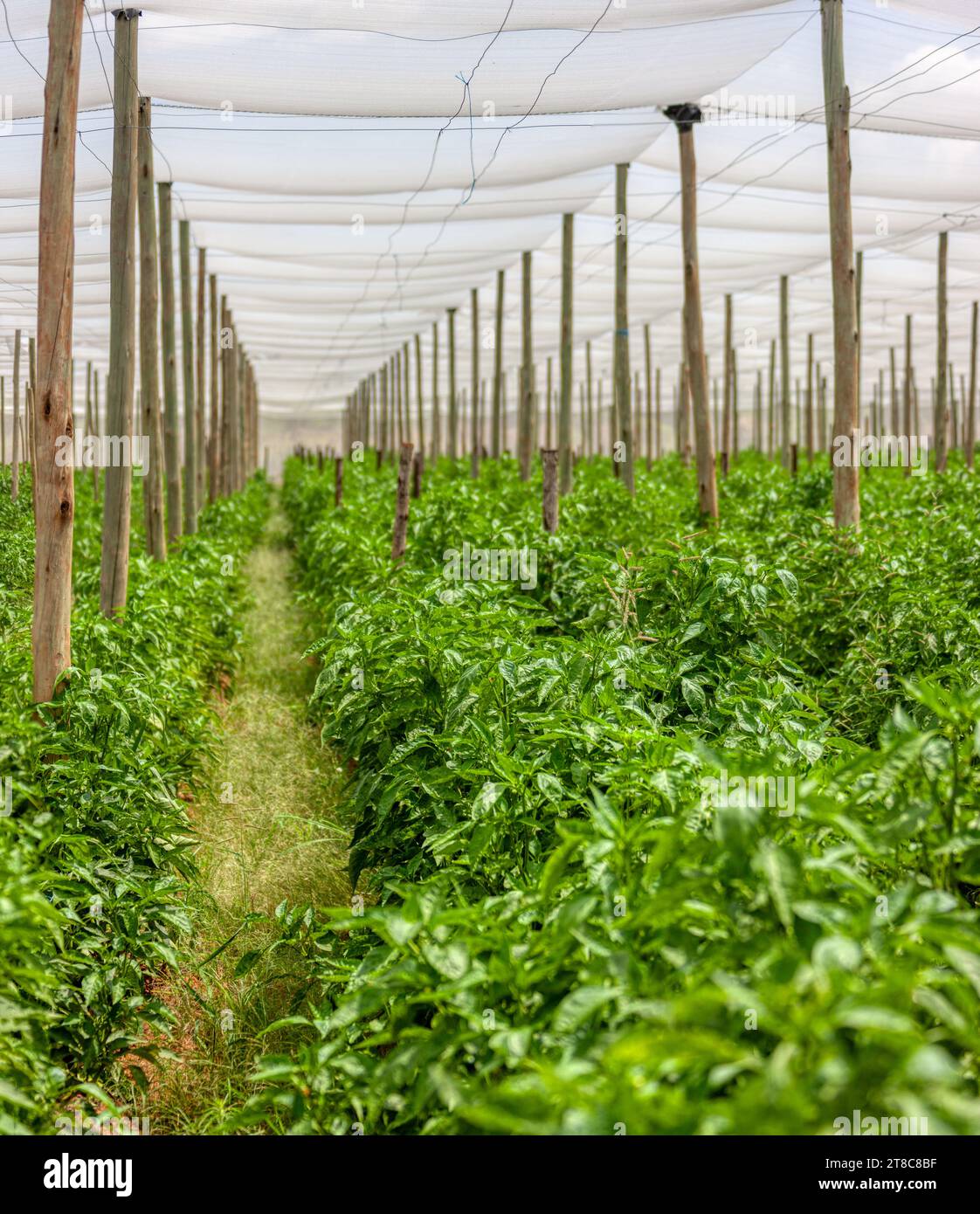 Giardino di filari di peperoni habanero , serra in Botswana Foto Stock
