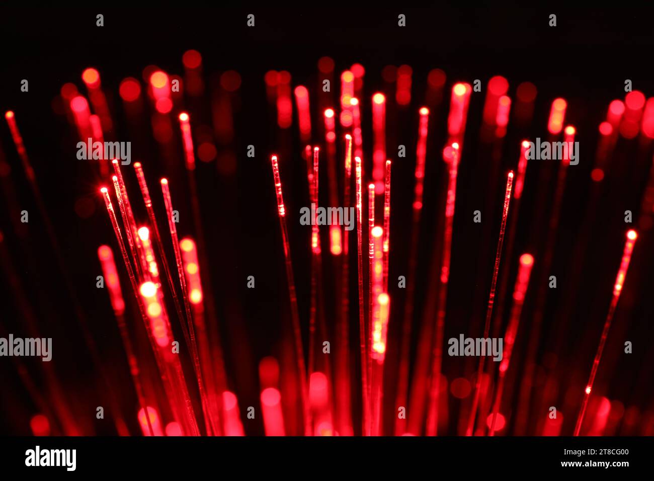 Filamenti in fibra ottica che trasmettono luce rossa su sfondo nero, primo piano Foto Stock