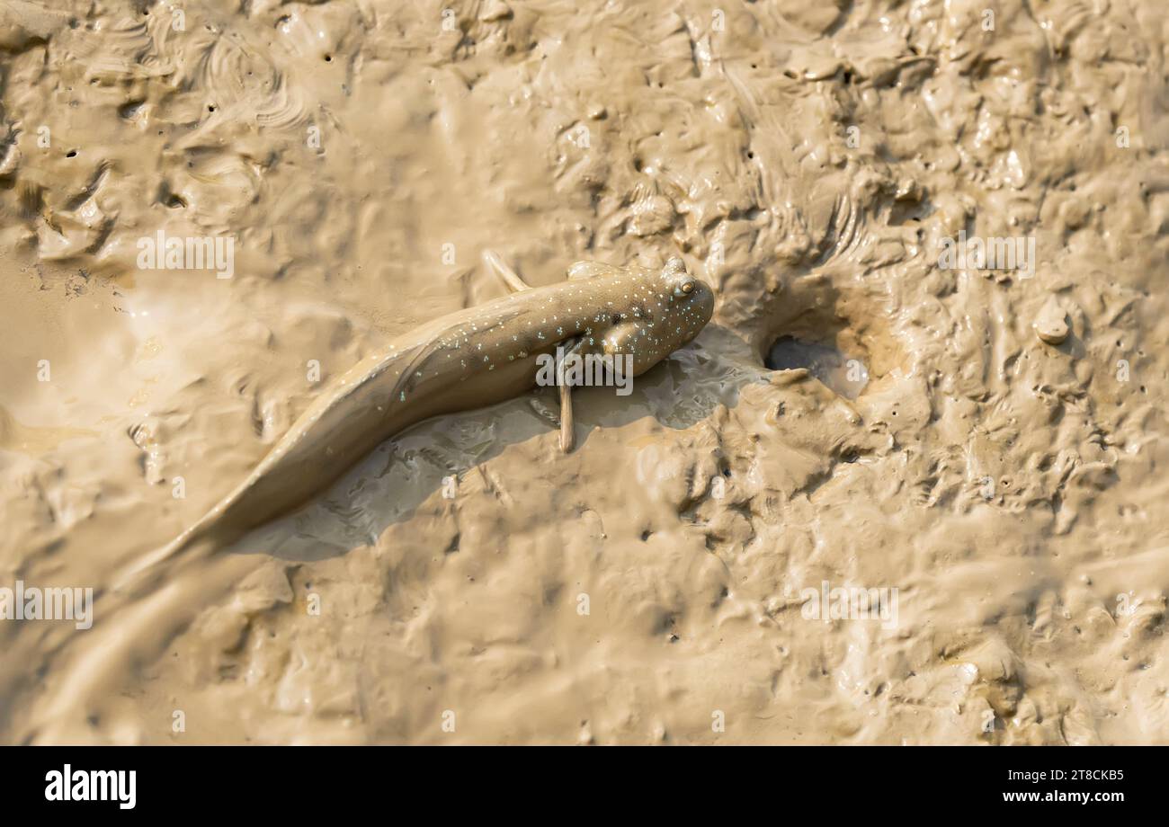 Mudskipper o pesce anfibio sul fango Foto Stock