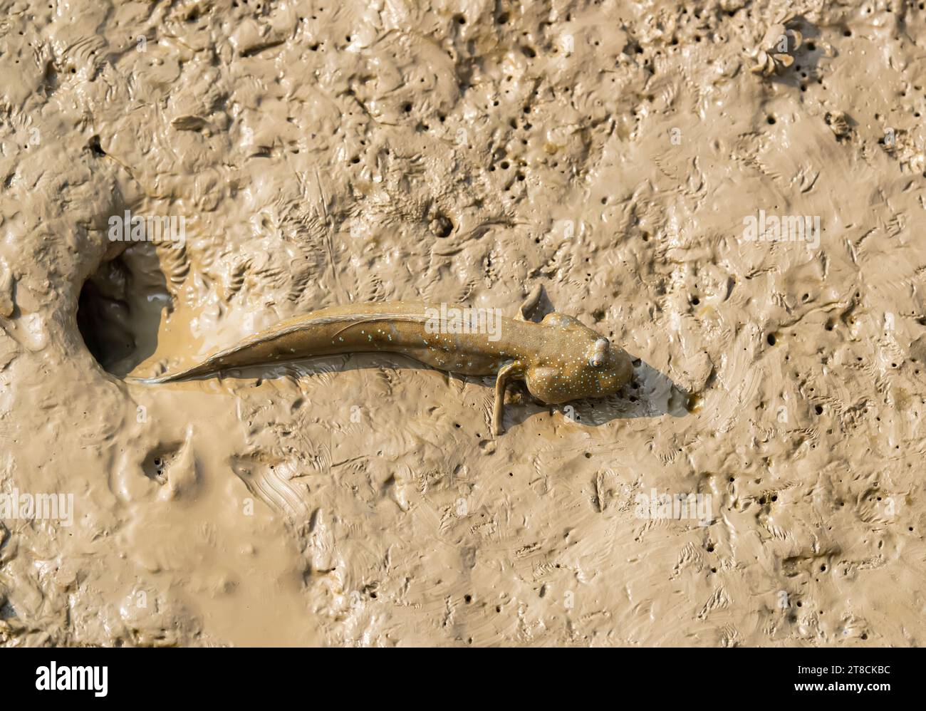 Mudskipper o pesce anfibio sul fango Foto Stock