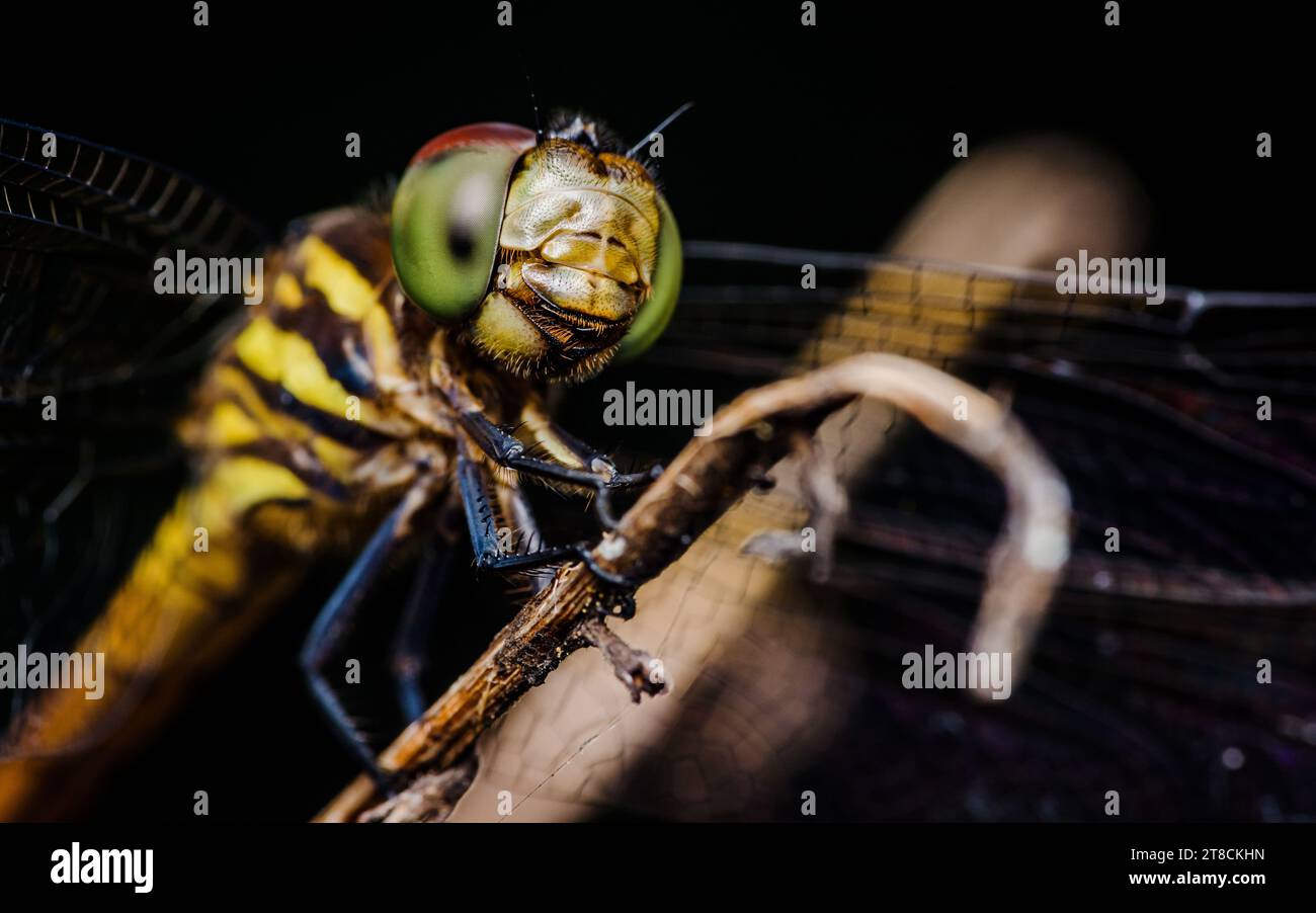 Primo piano di Dragonfly arroccato su un ramo di albero, legno secco e sfondo naturale, fuoco selettivo, macro di insetti, insetti colorati in Thailandia. Foto Stock