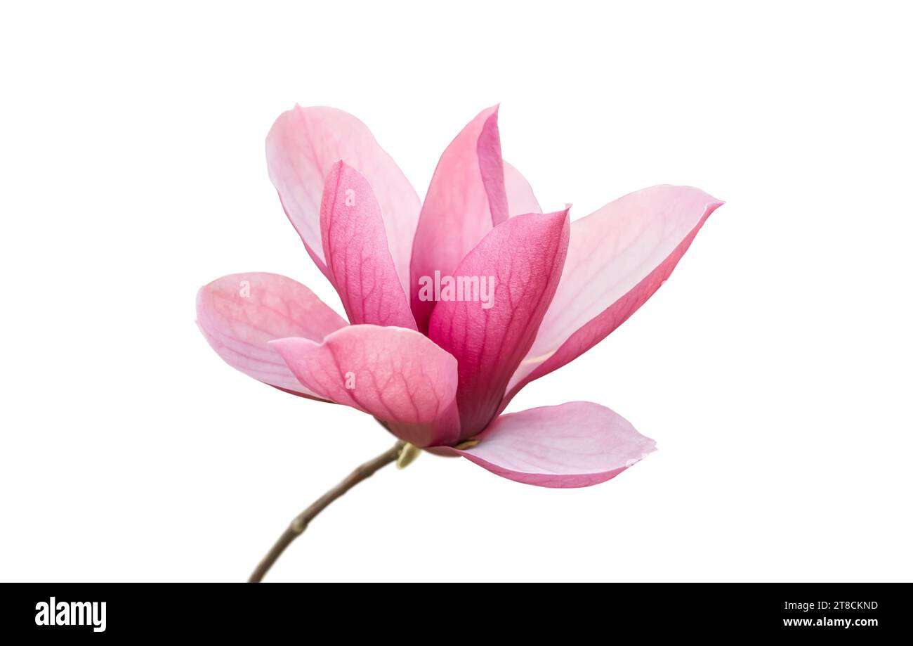 Rosa fiori di magnolia isolati su sfondo bianco Foto Stock