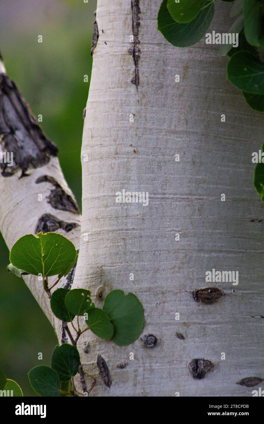 Albero dell'Aspen Foto Stock