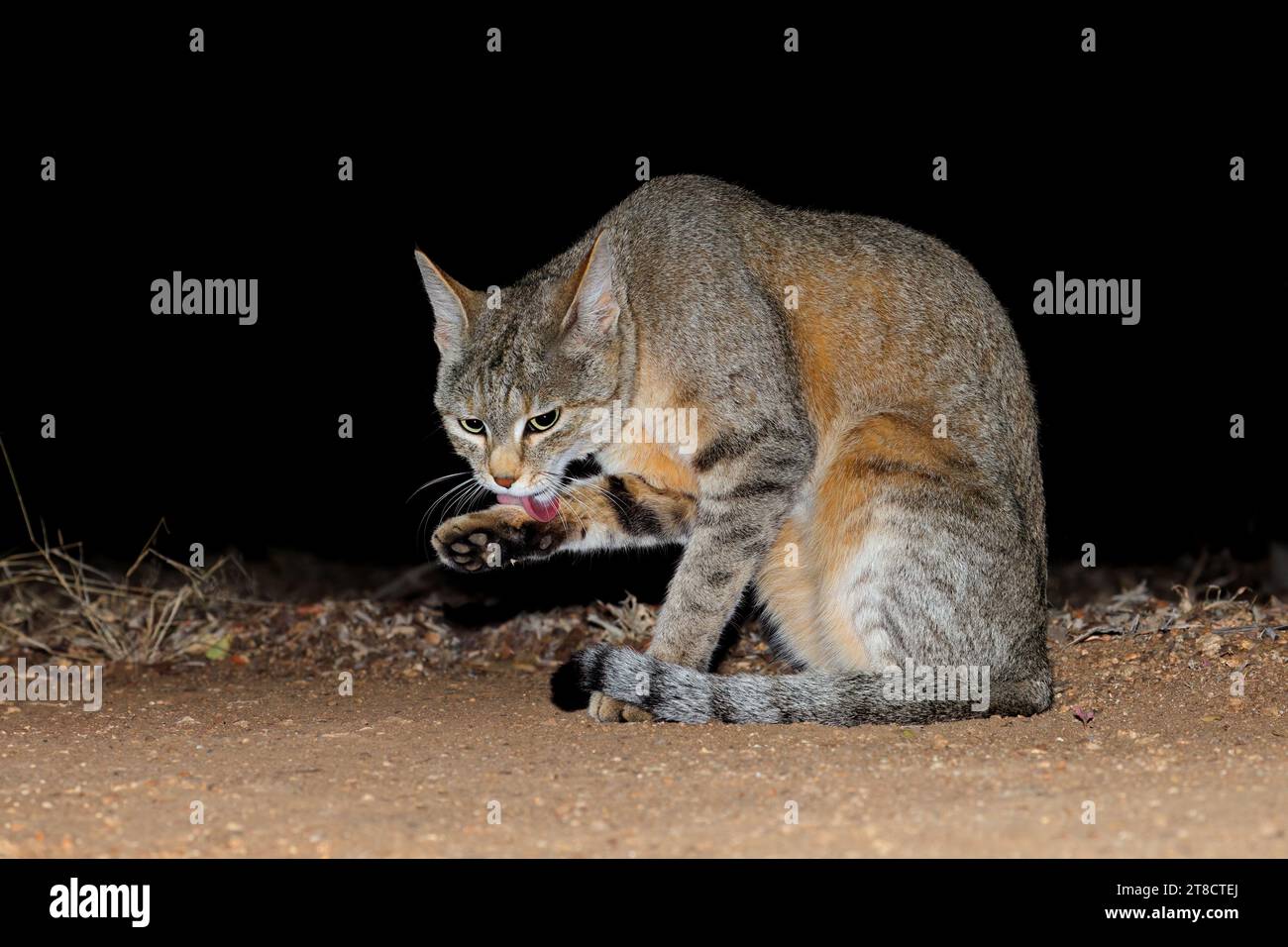 Un gatto selvatico africano (Felis silvestris lybica) durante la notte, Kruger National Park, Sudafrica Foto Stock