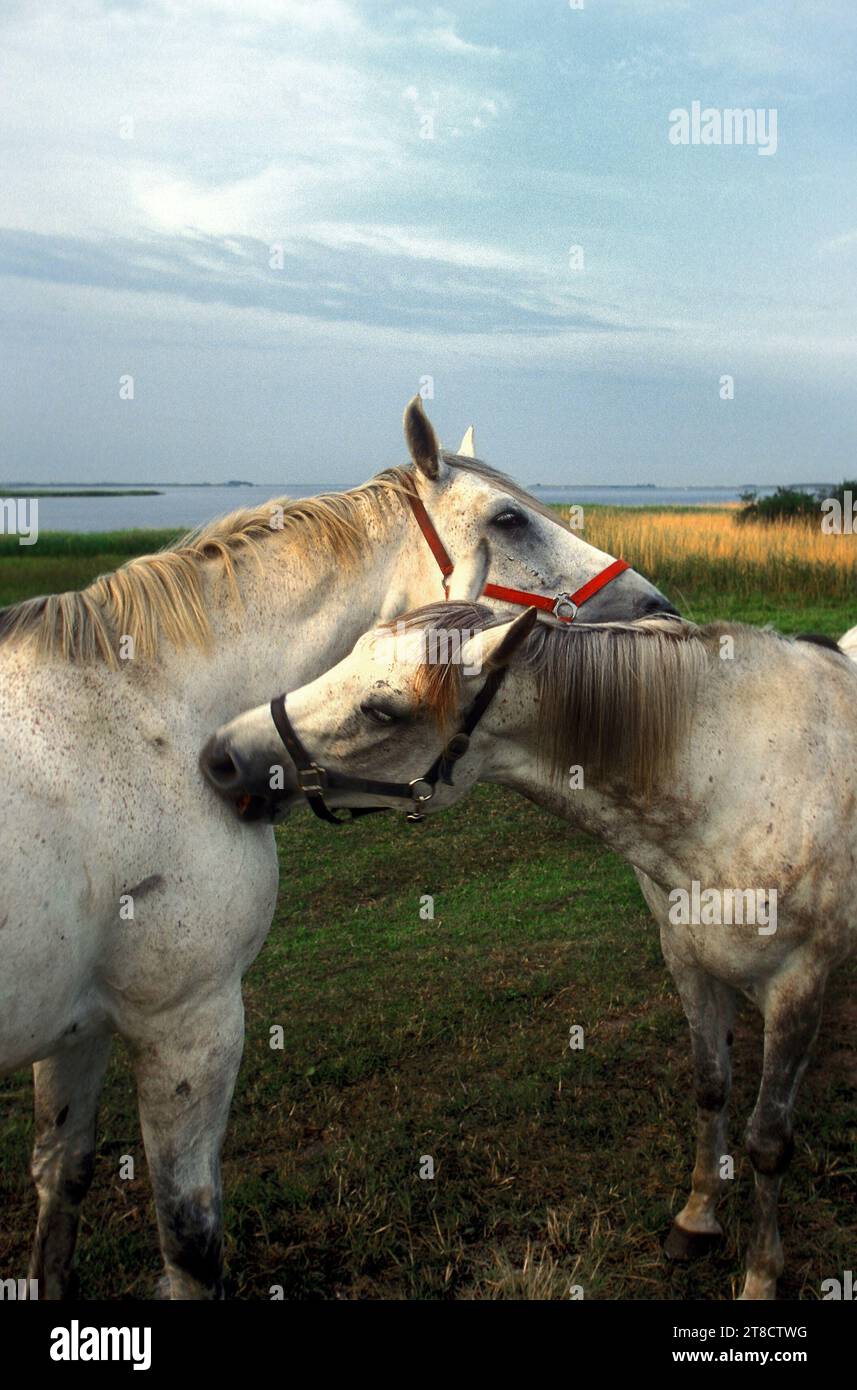 Cavalli che interagiscono, Hiddensee, Germania Foto Stock