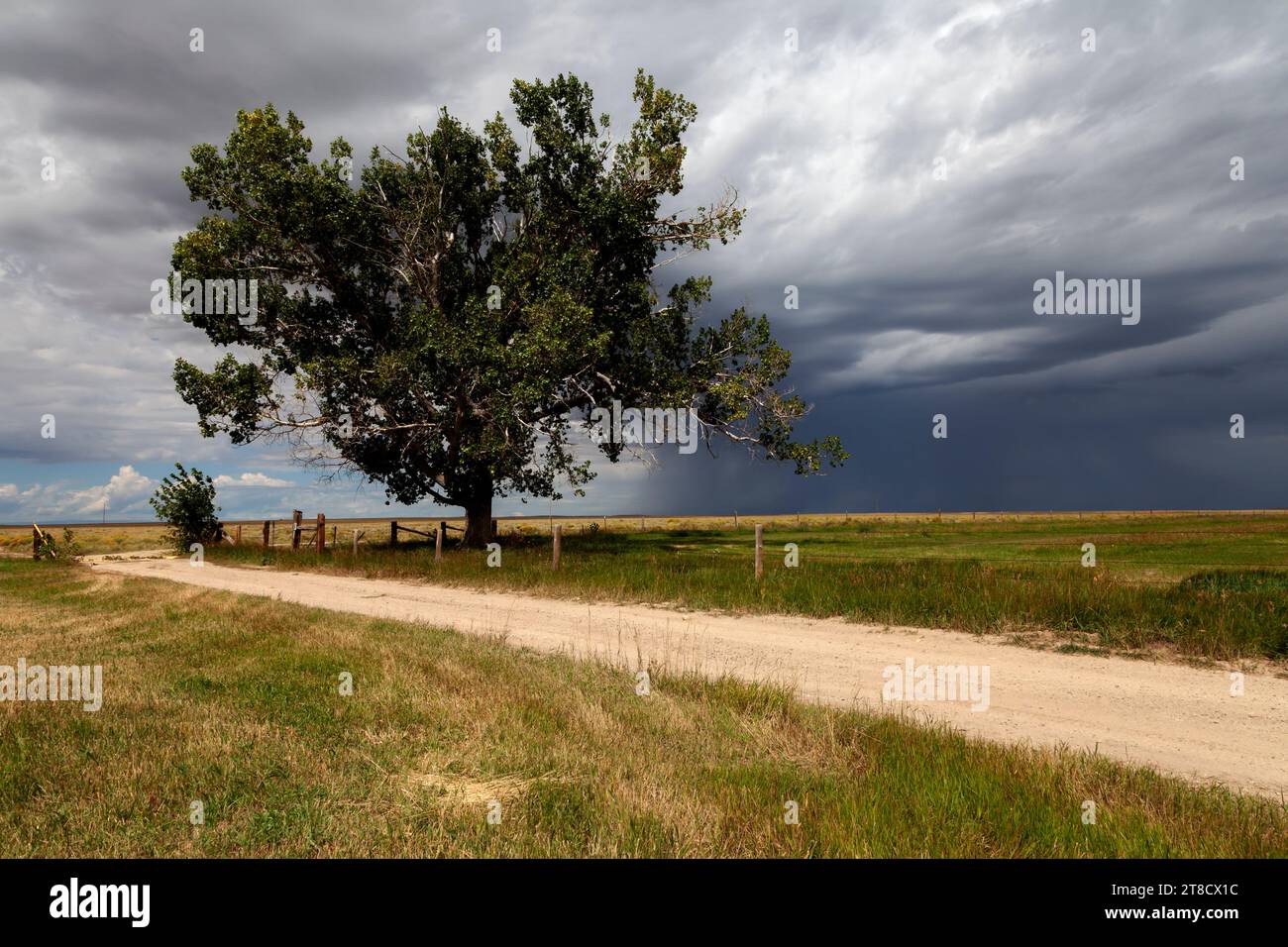 Una quercia di bur si trova all'angolo di due strade di campagna sulla prateria del Wyoming, vicino al sito del Little Sandy Crossing, mentre una nuvola di fine estate Foto Stock