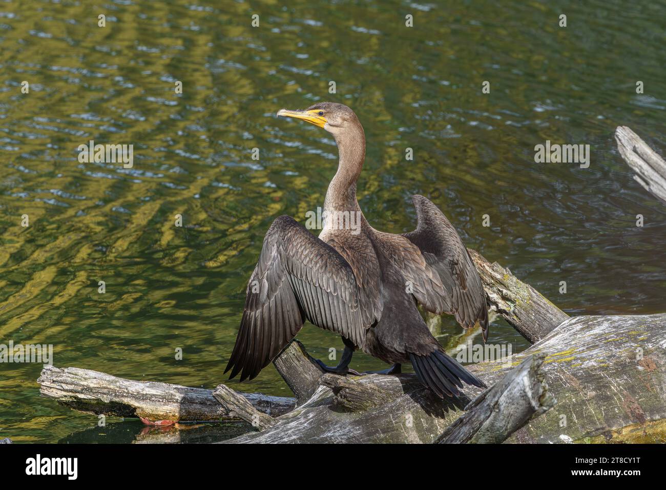 Un cormorano a doppia cresta (Nannopterum auritum) su un tronco al bordo delle acque con le ali spalmate, che si aprono al sole. Albany Pine Bush Preserve, NY, USA Foto Stock