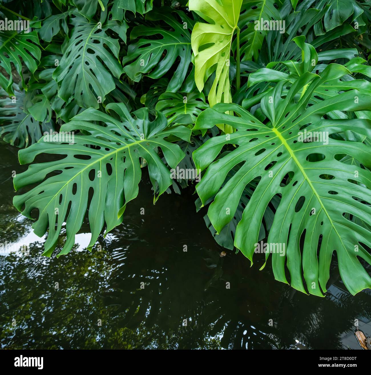 Piante tropicali sfondo di foglie verdi della pianta di Monstera consistenza foglia. Foto Stock