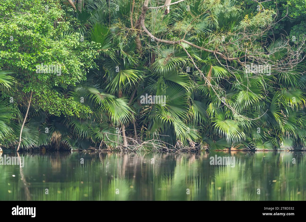 Flabellifer Borassus, palma da zucchero nel giardino waterland Foto Stock