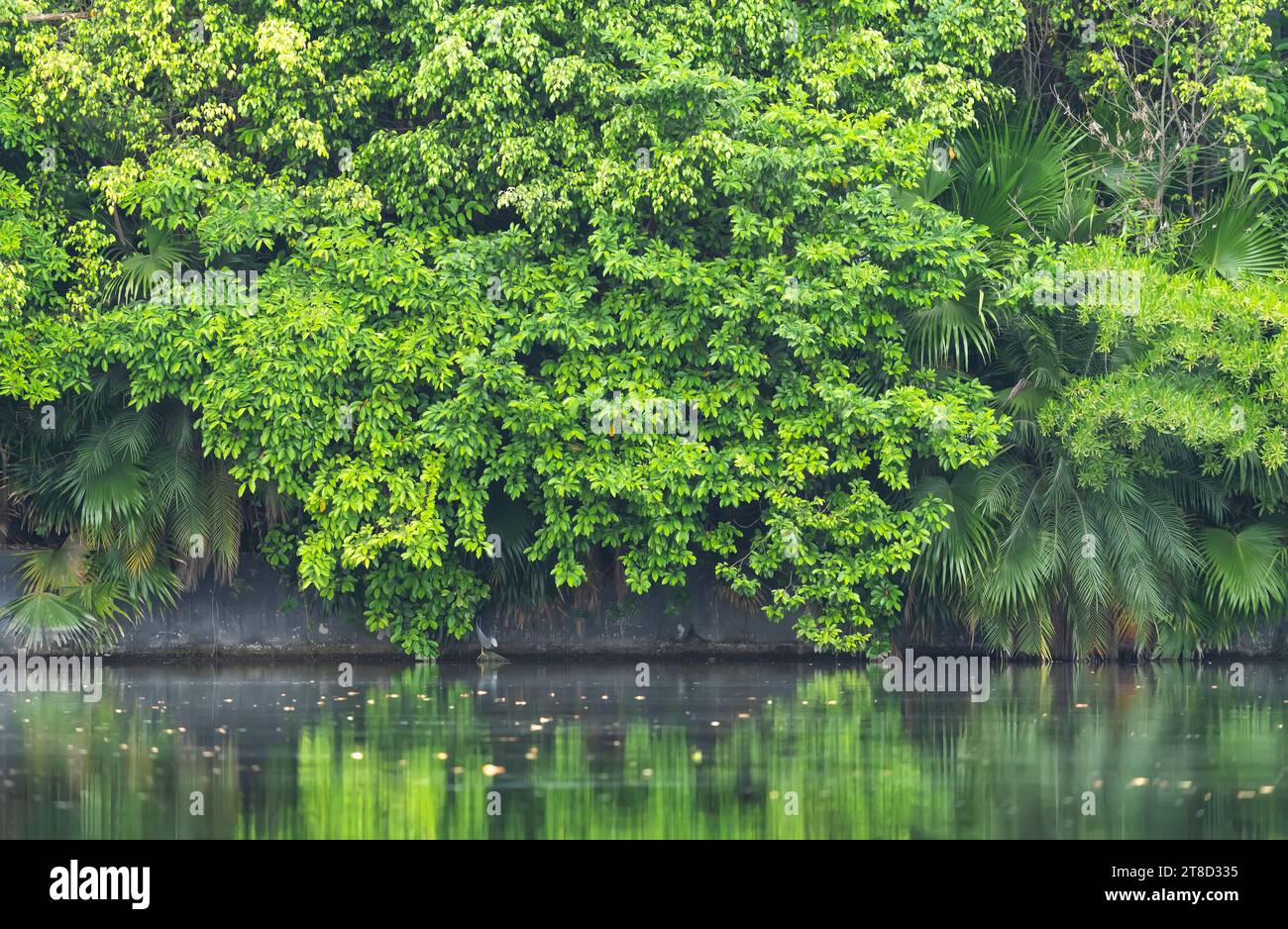 acqua verde nel lago, coperta di fogliame. Foto Stock