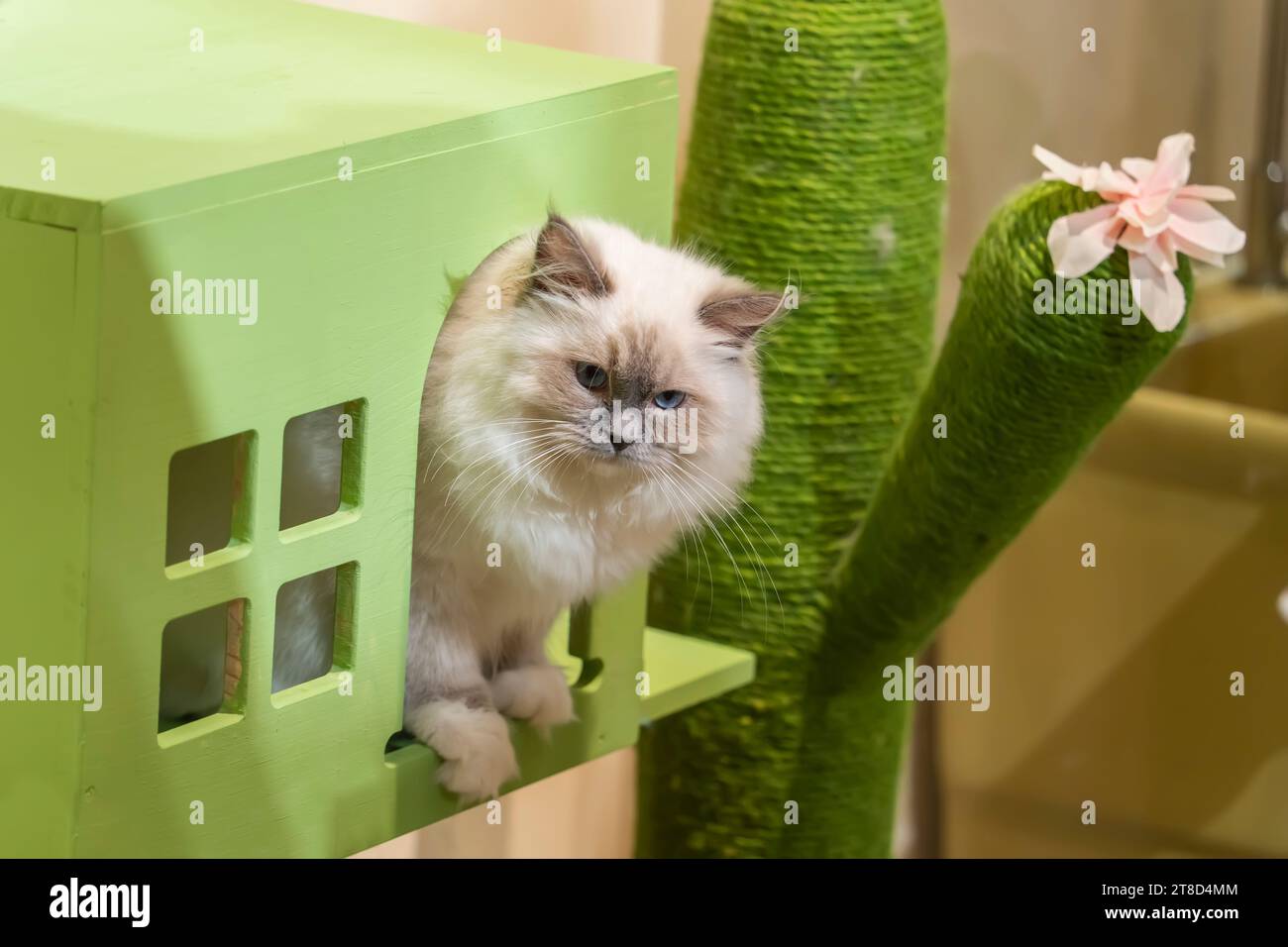 Gatto avvolto in una comoda scatola Foto Stock