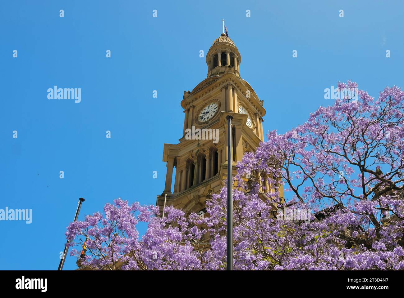 Sydney, nuovo Galles del Sud, Australia - 10 novembre 2022: Un albero di jacaranda fiorito incornicia la torre dell'orologio al Municipio di Sydney in una soleggiata giornata primaverile Foto Stock