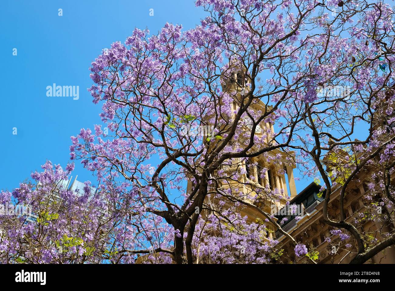 Sydney, nuovo Galles del Sud, Australia - 10 novembre 2022: Un albero di jacaranda fiorito incornicia la torre dell'orologio al Municipio di Sydney in una soleggiata giornata primaverile Foto Stock