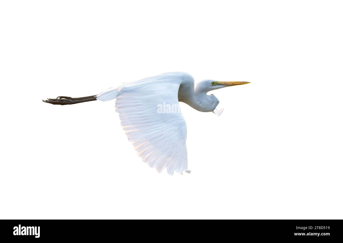 Grande egret isolato su sfondo bianco Foto Stock