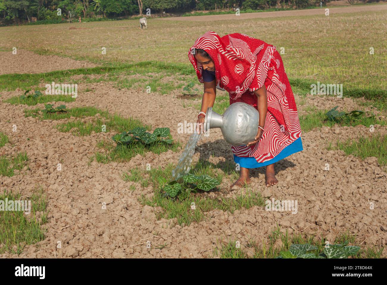 Qualche agricoltore lavora nel campo vegetale. Khulna, Bangladesh.marzo 25,2016. Foto Stock