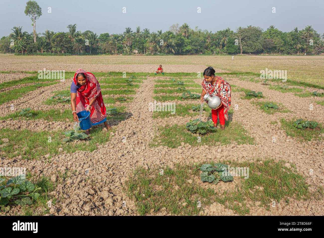 Qualche agricoltore lavora nel campo vegetale. Khulna, Bangladesh.marzo 25,2016. Foto Stock