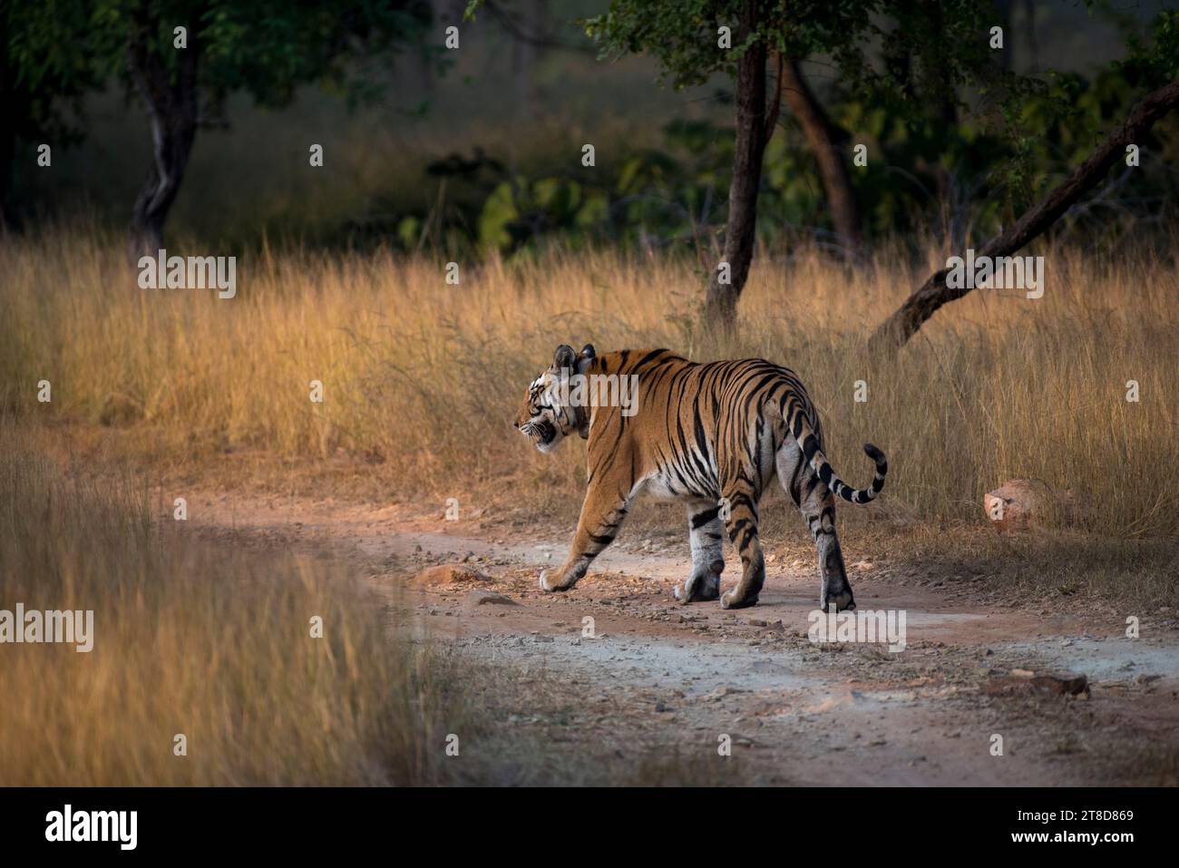 Tigre reale del Bengala che cammina nella foresta. Foto Stock