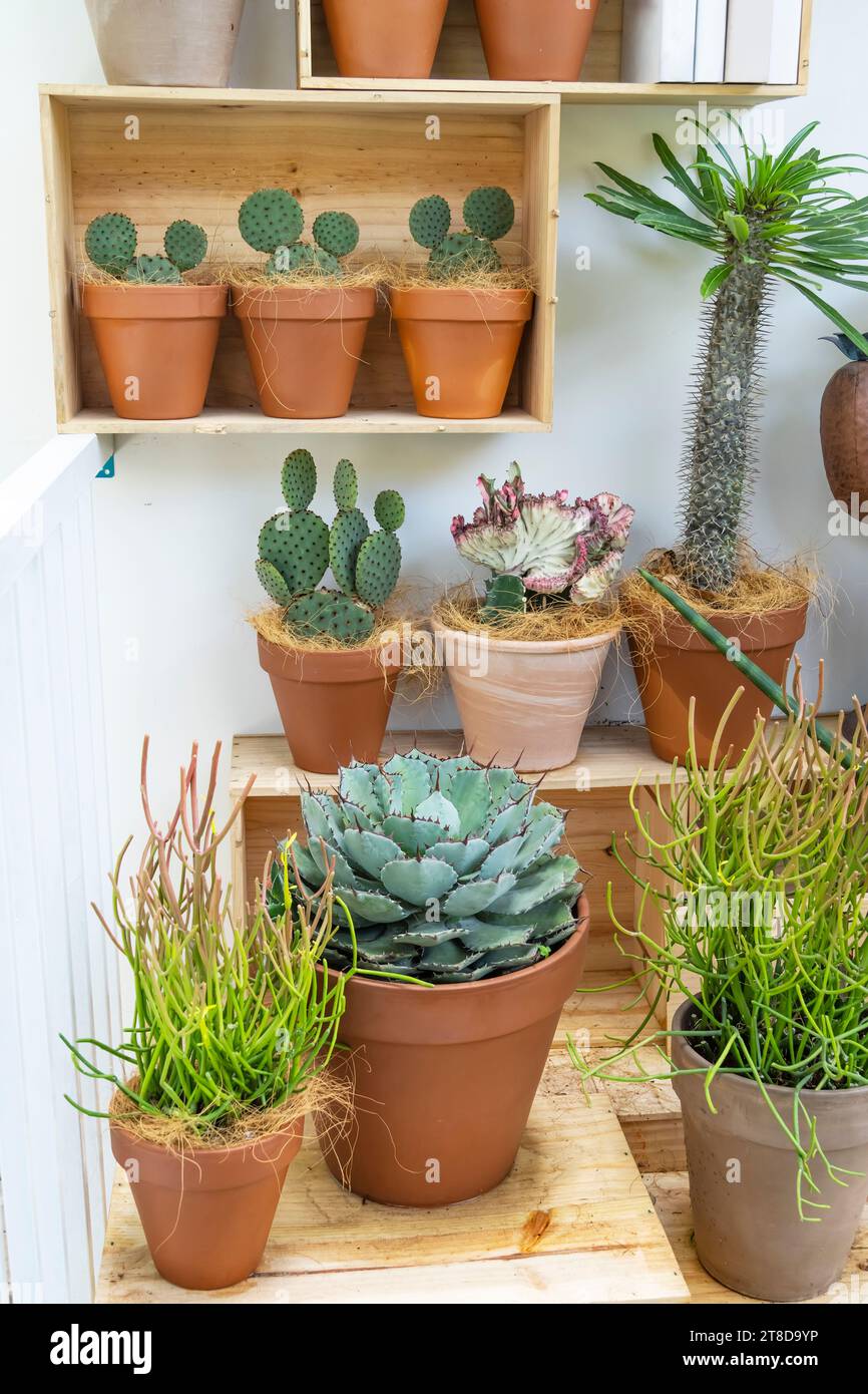 cactus in vasi di legno posti sul giardino Foto Stock
