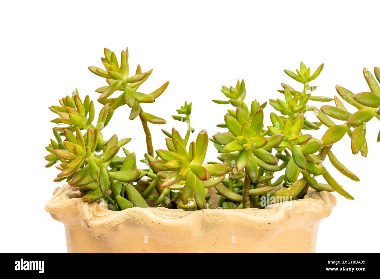 Sedum coppertone stonecrop in un primo piano Foto Stock