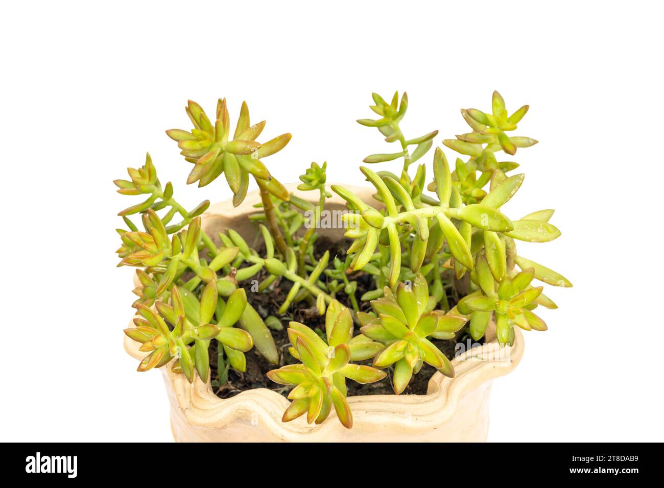 Primo piano del sedum adolphii giallo in un vaso di fiori isolato su sfondo bianco Foto Stock