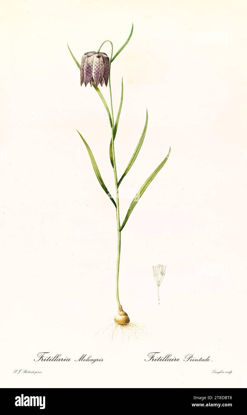 Vecchia illustrazione della testa di serpente (Fritillaria meleagris). Les Liliacées, di P. J. Redouté. Imp. Didot Jeune, Parigi, 1805 - 1816 Foto Stock